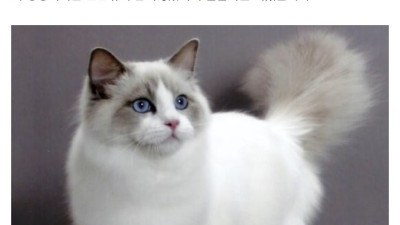 수상할정도로 고양이를 닮은 사람