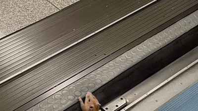 슈크림 도어가 열립니다